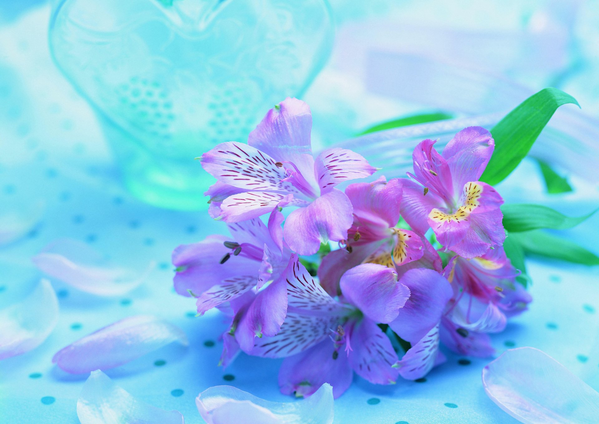 flor púrpura lila azul fondo orquídeas