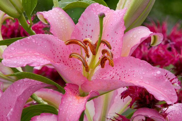 Delicado lirio rosa con gotas de rocío