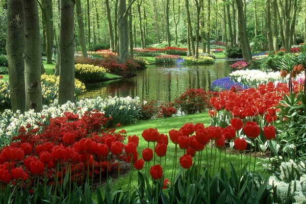 Jardín de tulipanes en los países bajos