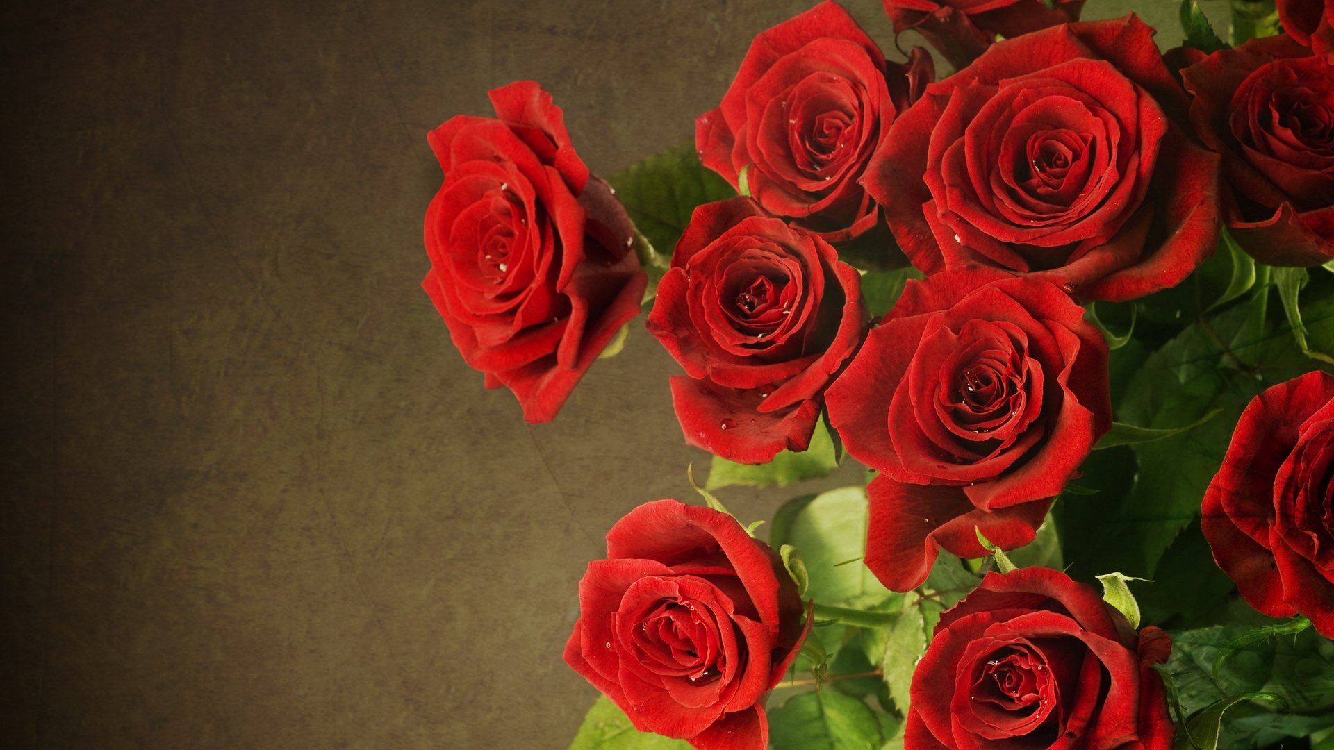 flores rosas rojo