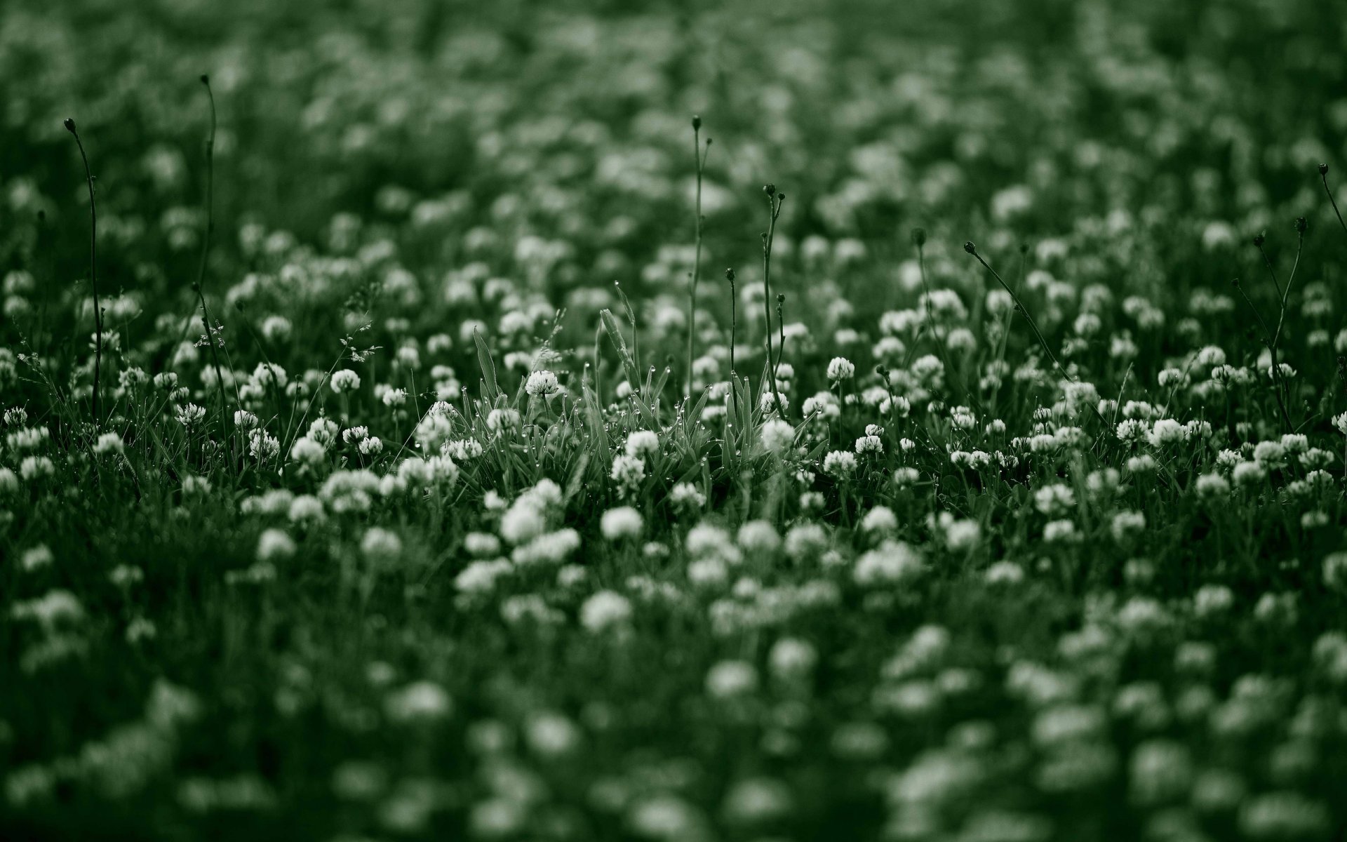 flores silvestres flores flor naturaleza hierba mañana rocío vegetación frescura