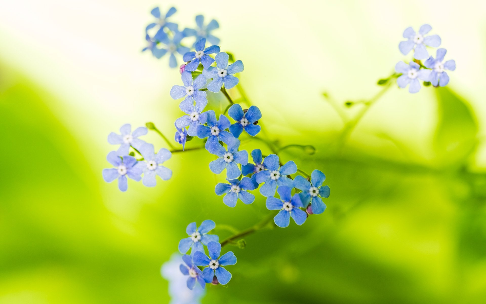 naturaleza flores macro planta