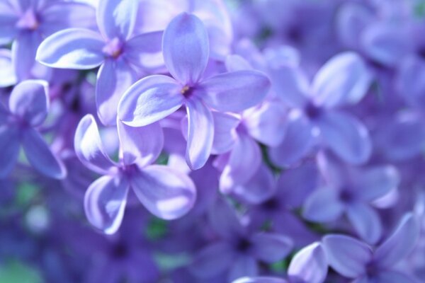Primer saludo lila de primavera