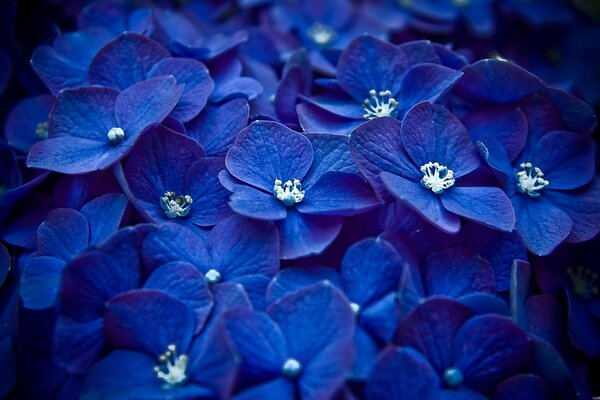 Azul jugoso de enormes flores