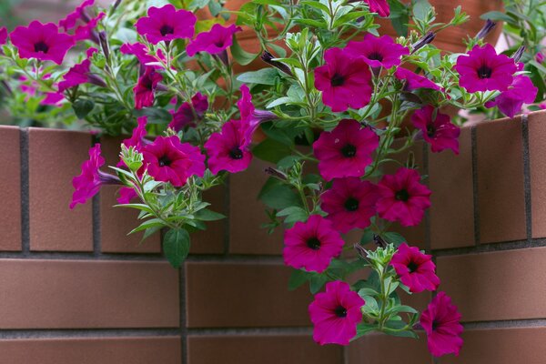 Cualquier Petunia en una maceta o canasta decorará el Jardín