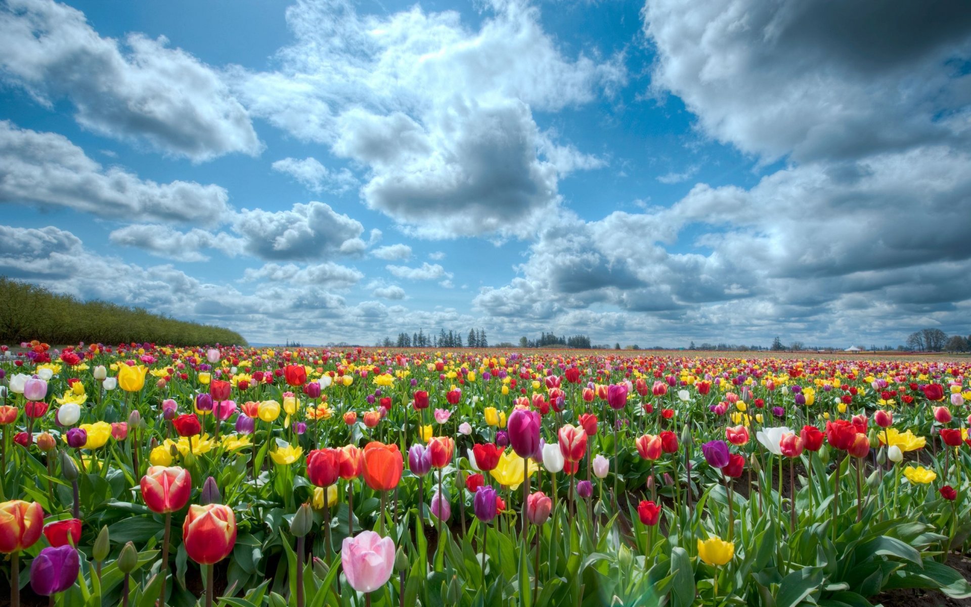 naturaleza campo cielo tulipanes