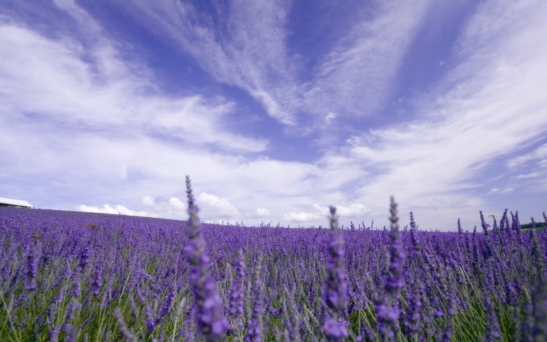 naturaleza campo flores lavanda cielo nubes