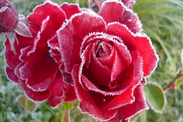 Rosas rojas con escarcha en los bordes de los pétalos