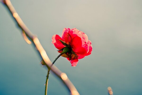 Hermosa rosa solitaria roja