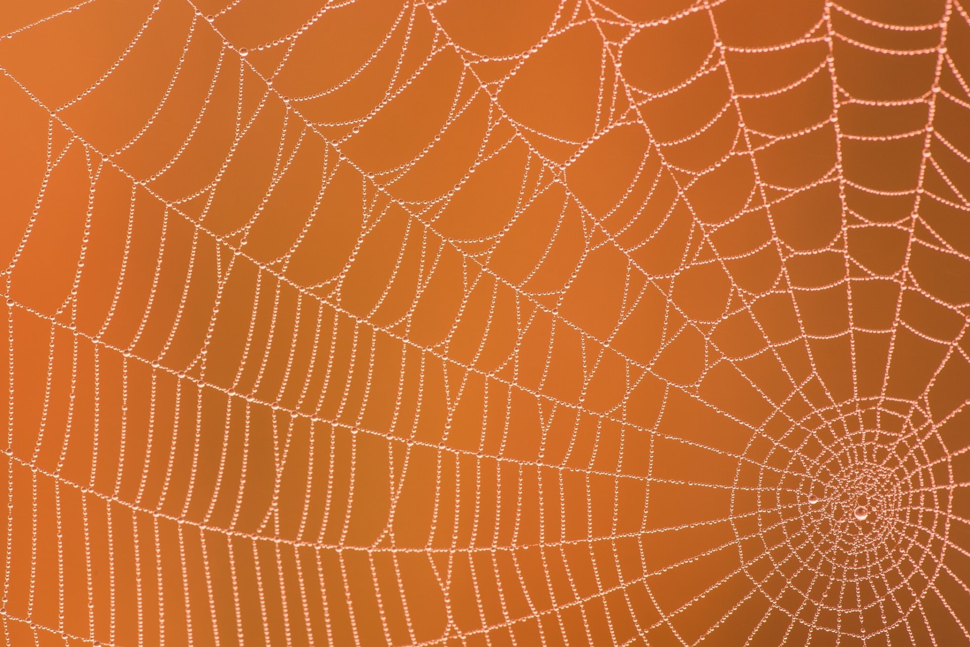 telaraña rocío gotas macro fondo