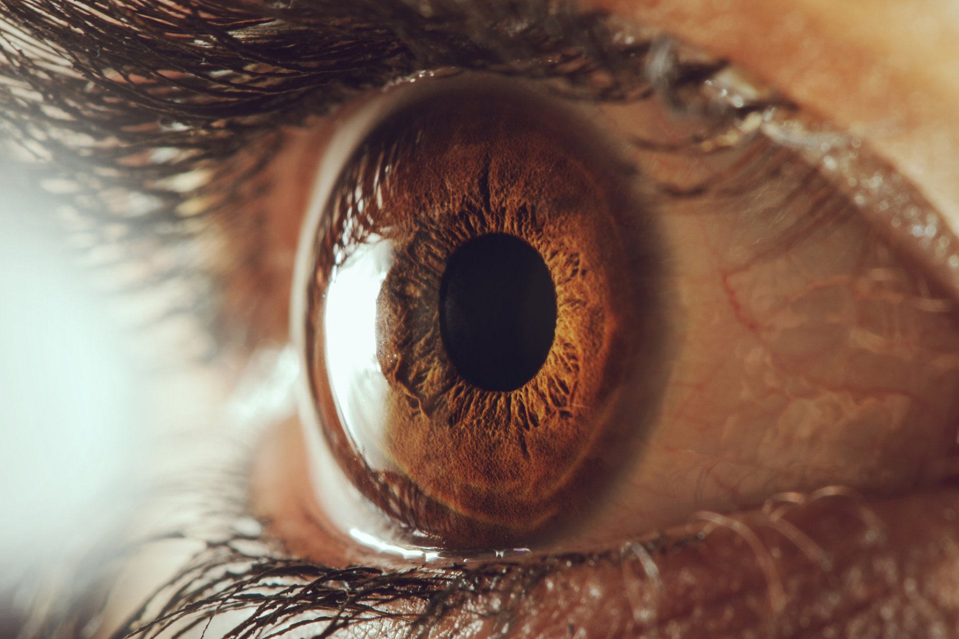 órgano sensorial pupila ojo humano pestañas macro