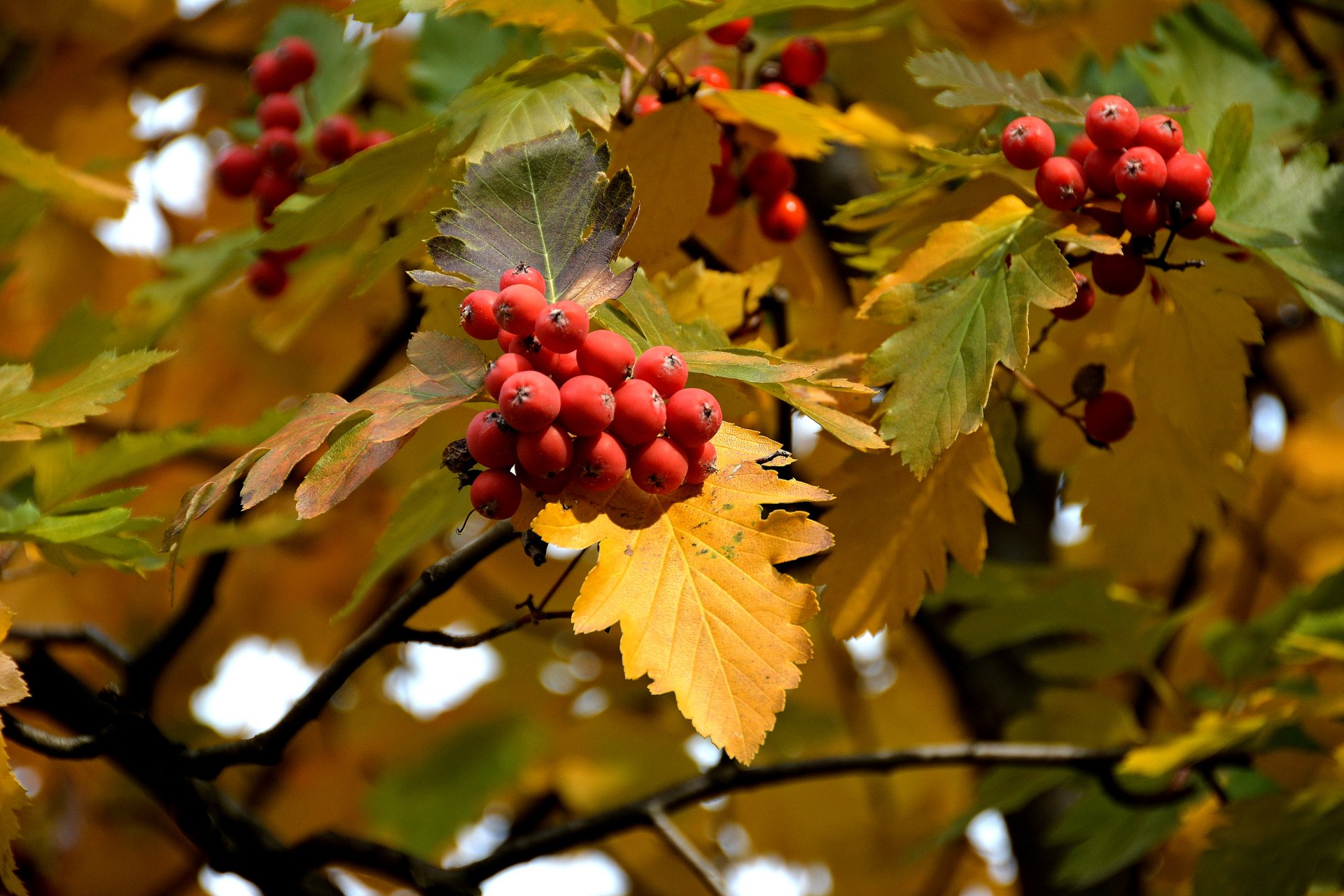 serbal bayas hojas otoño