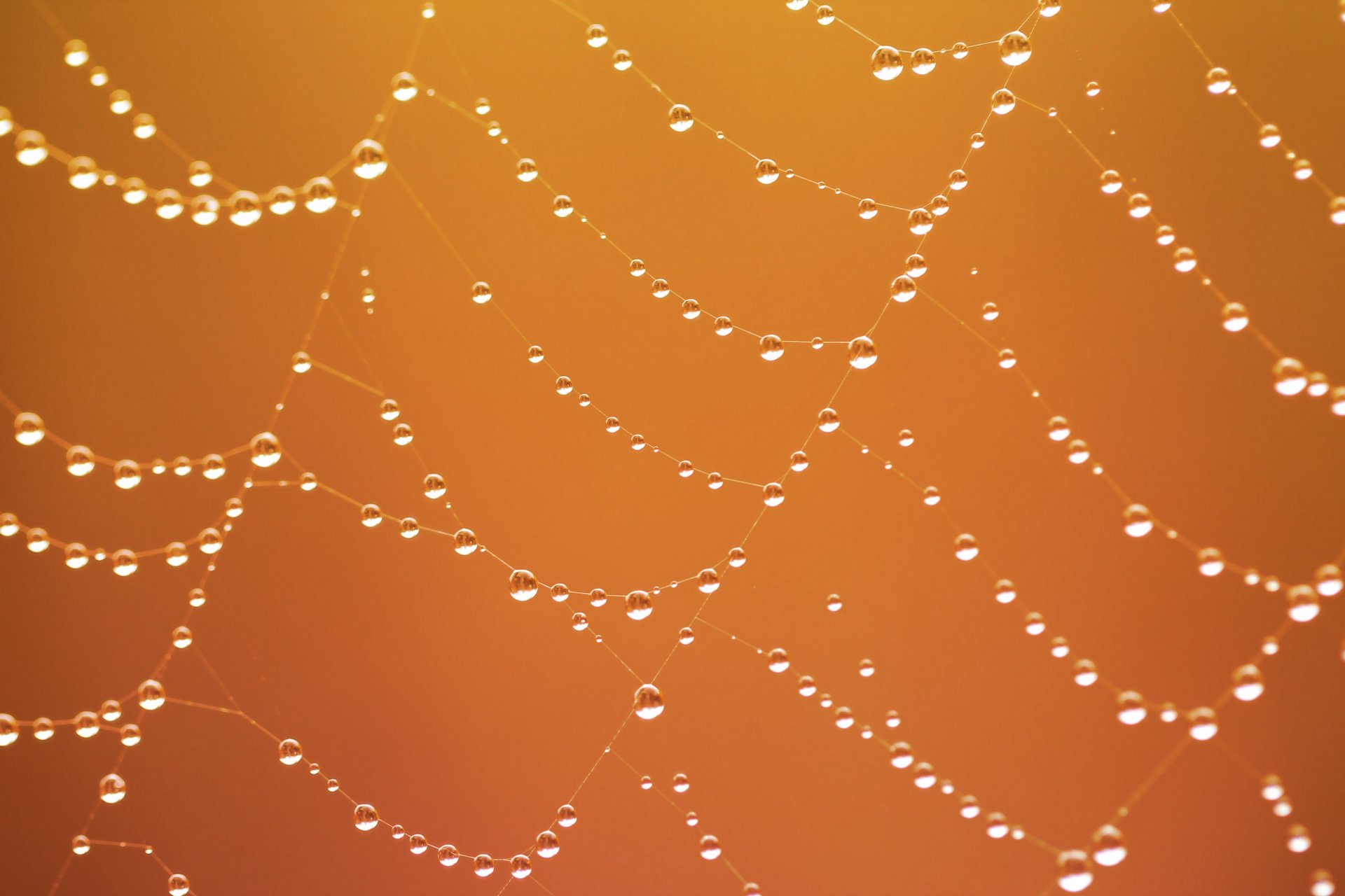 telaraña rocío gotas macro fondo
