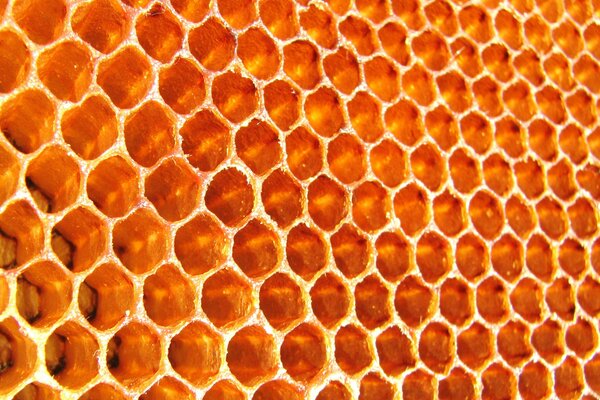 Foto panal de abeja vacío