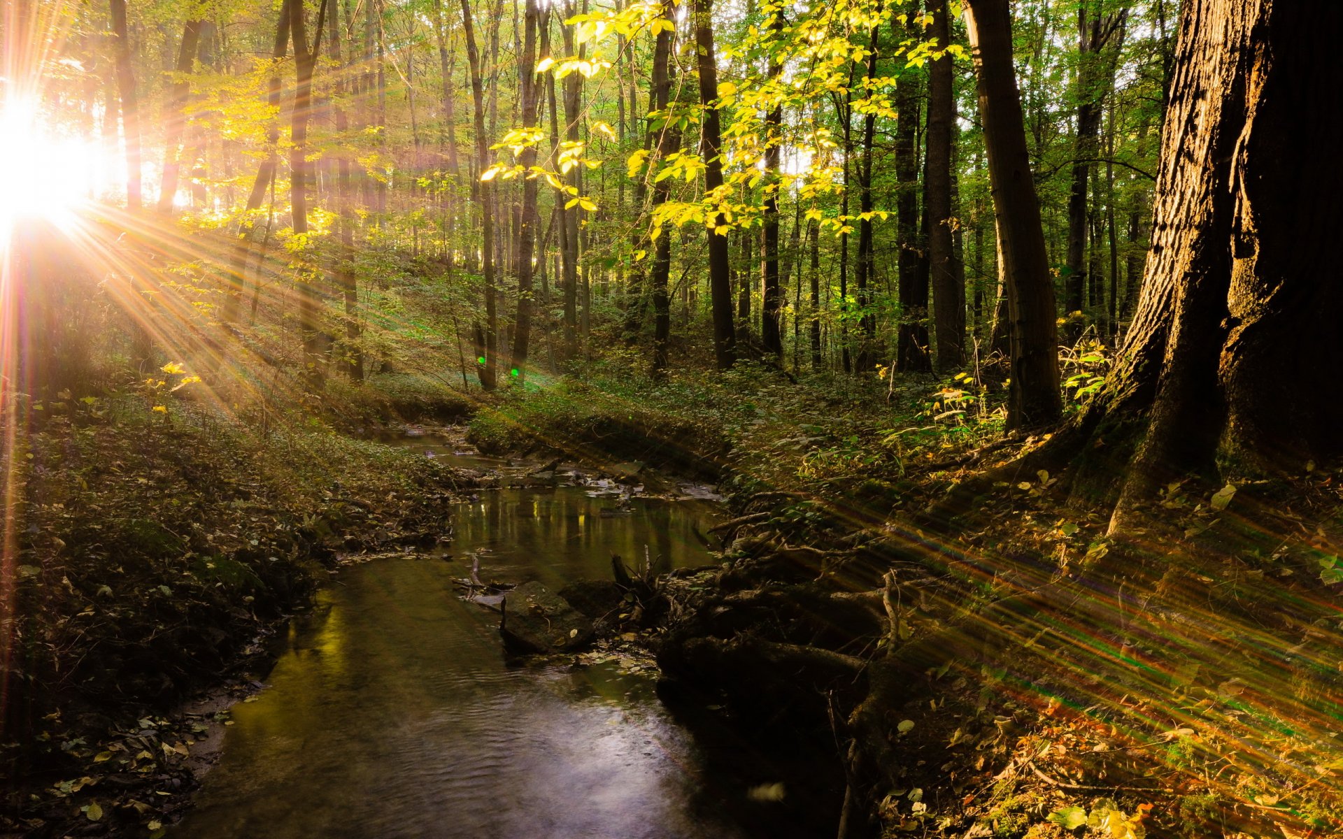 bosque árboles luz naturaleza