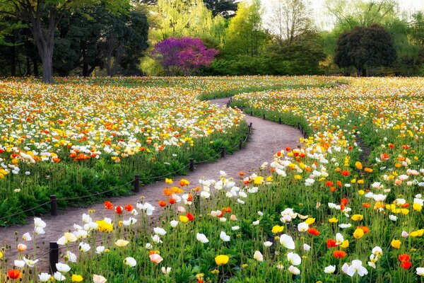 Claro de flores. Verano y parque