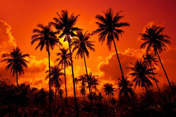 Palmeras de coco en el fondo de la puesta de sol
