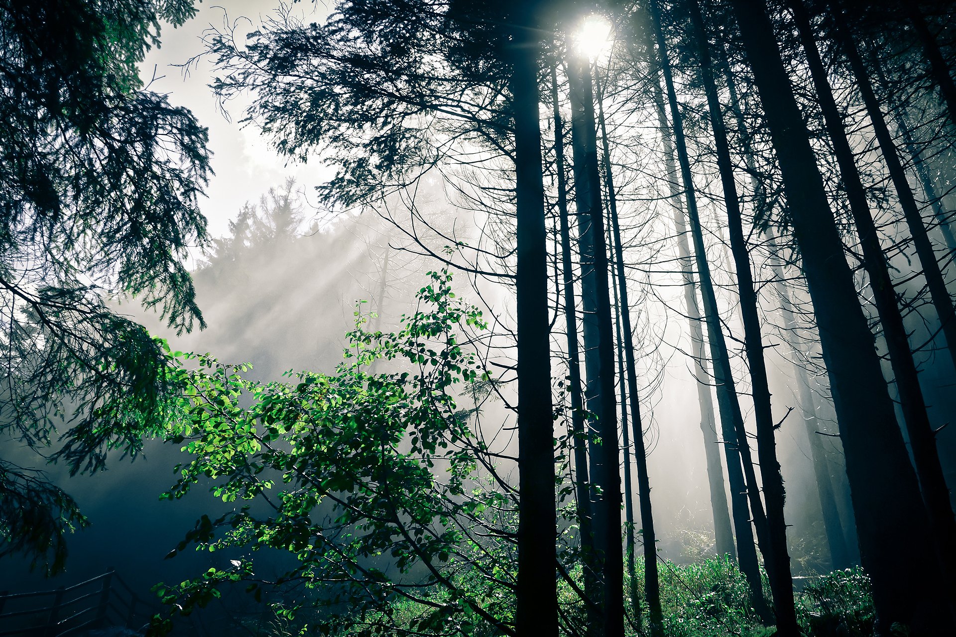 naturaleza bosque luz árboles sol