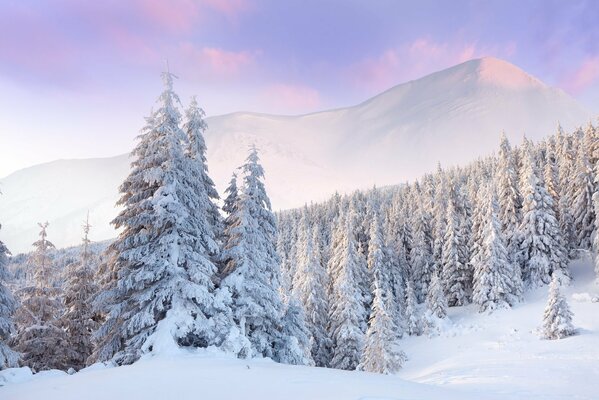 Bosque de pinos blancos en invierno