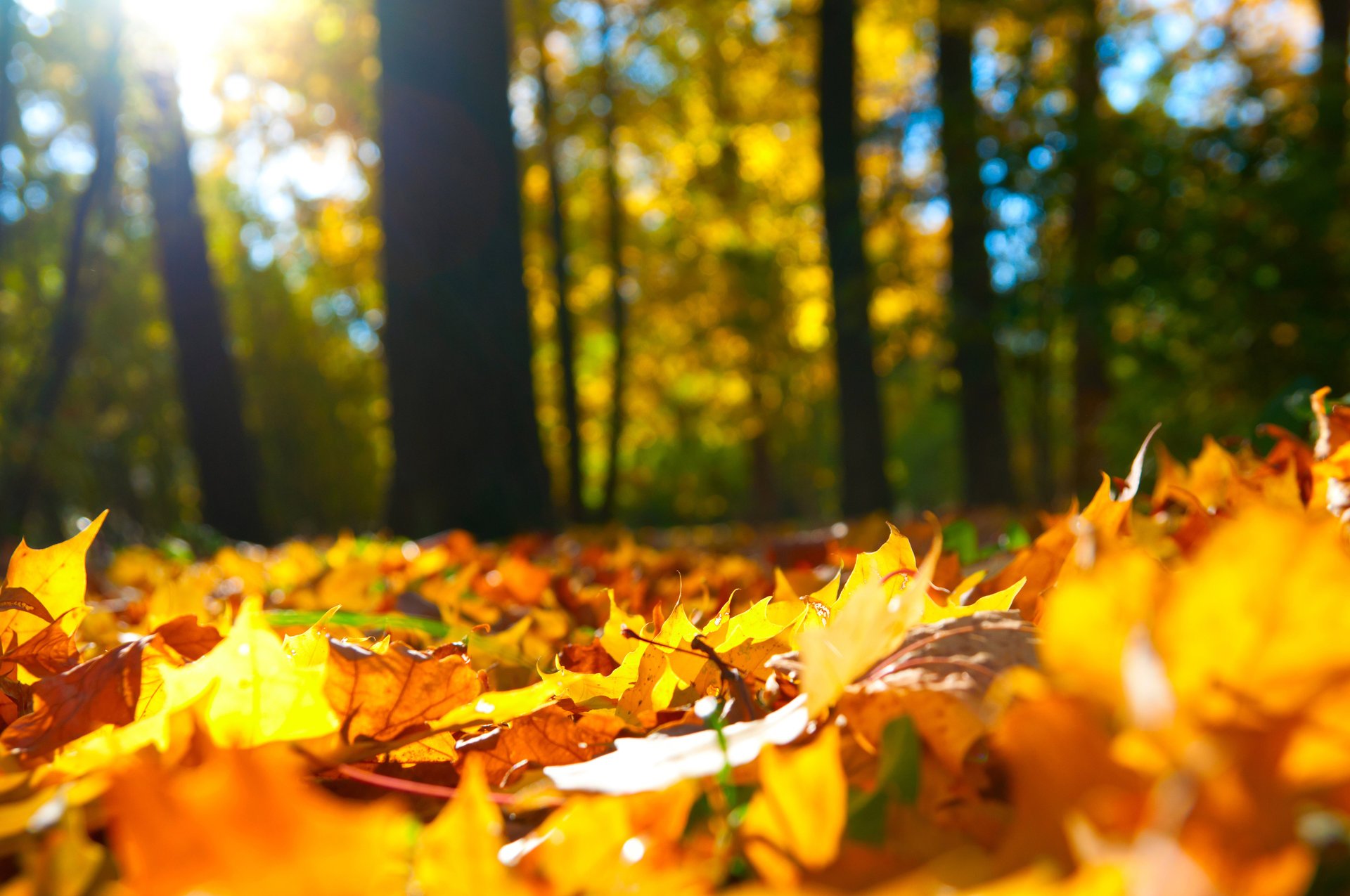 hojas otoño bosque árboles