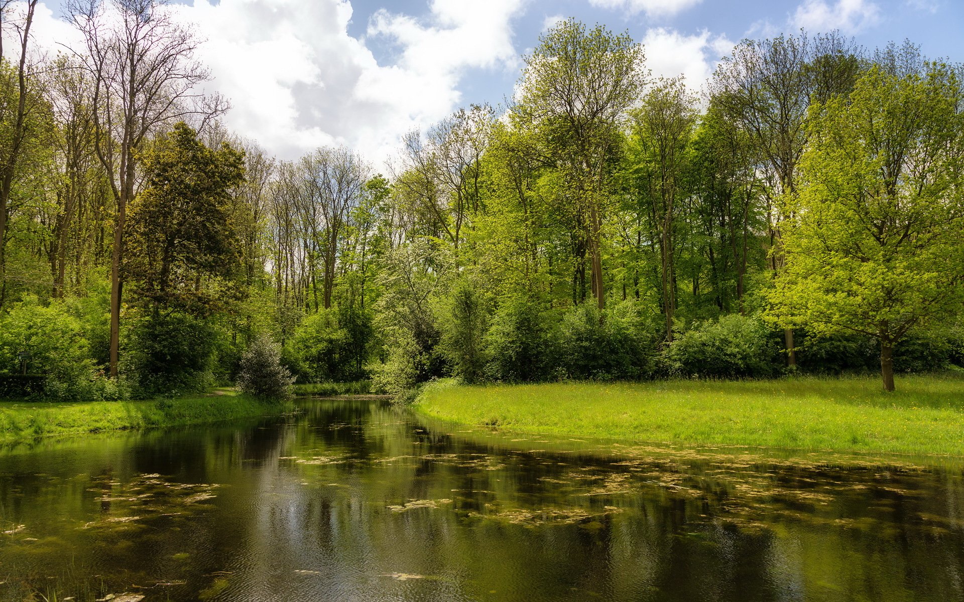 río árboles naturaleza verano