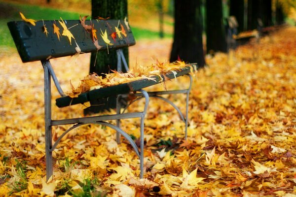 Banco de hojas. Parque de otoño