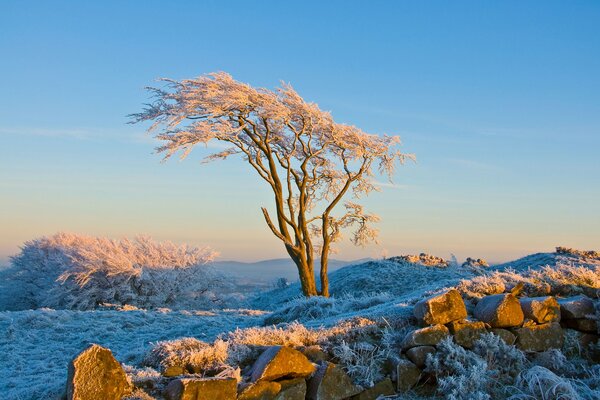 Fondos de pantalla naturaleza de invierno