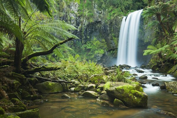 Cascada en el bosque en verano