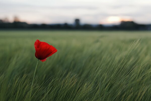 Flor roja en el campo