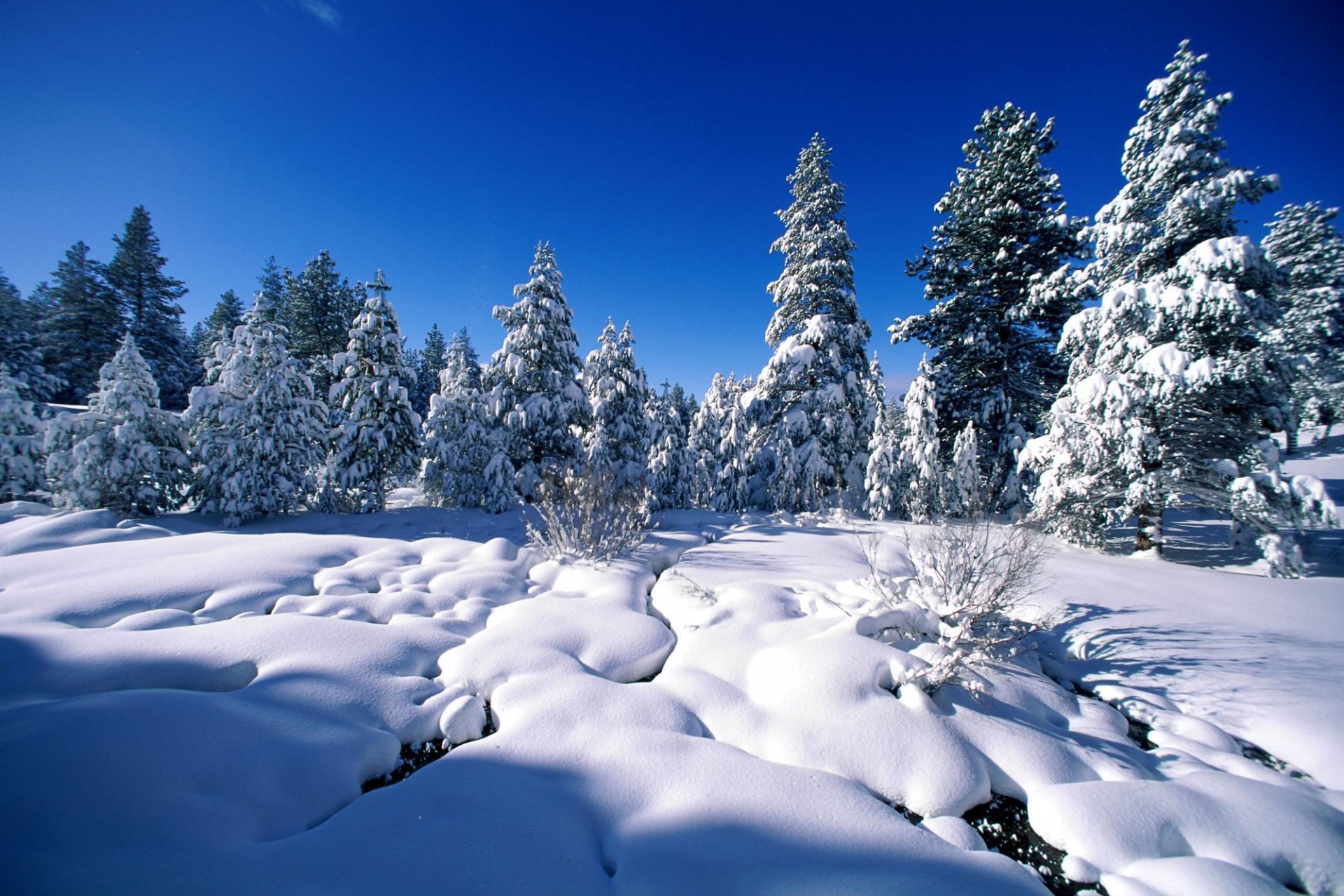 invierno nieve árboles pinos abeto