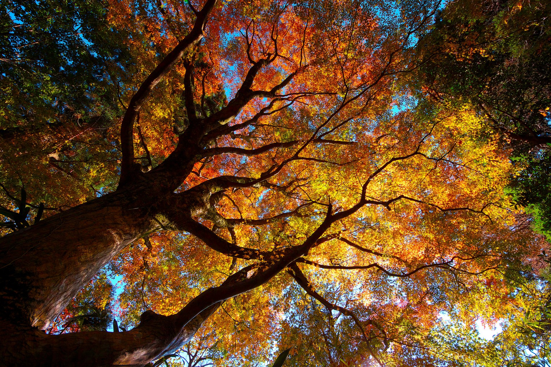 naturaleza árboles coronas follaje otoño