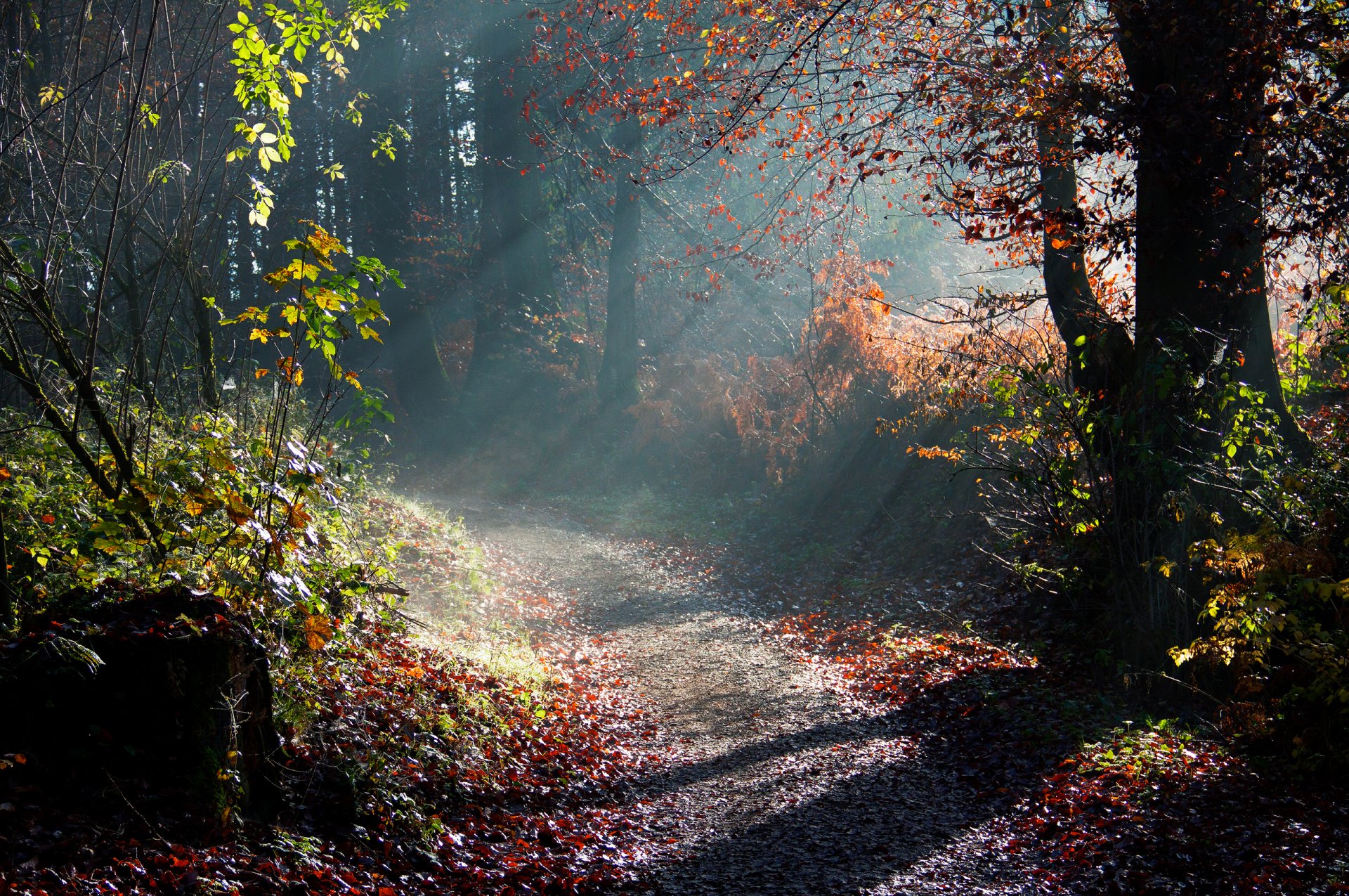 naturaleza otoño árboles mañana luz rayos