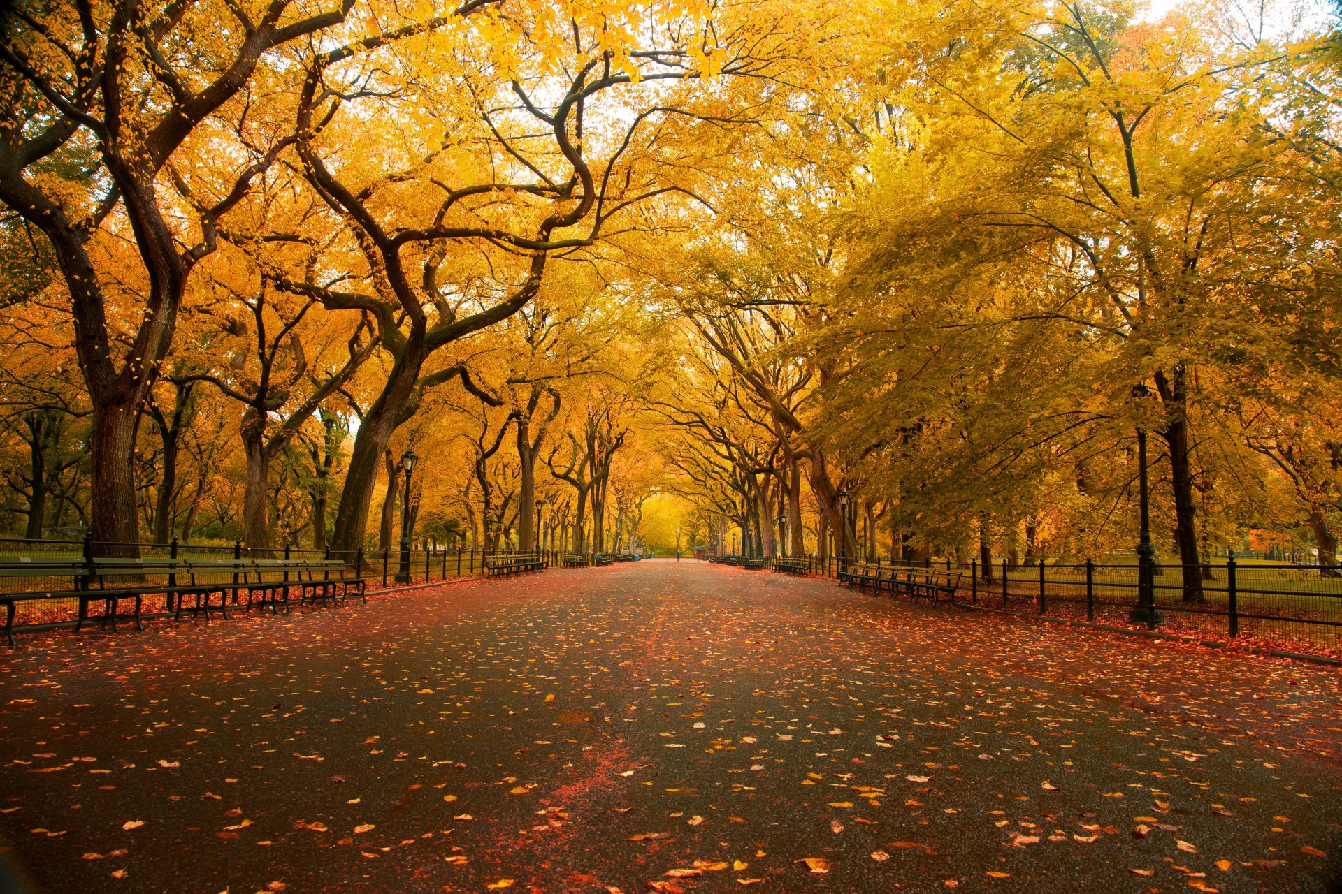 naturaleza otoño parque