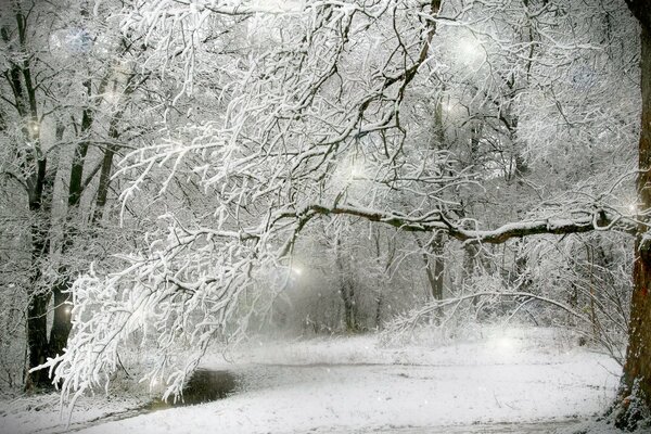 Árboles bajo la nieve en el bosque de invierno