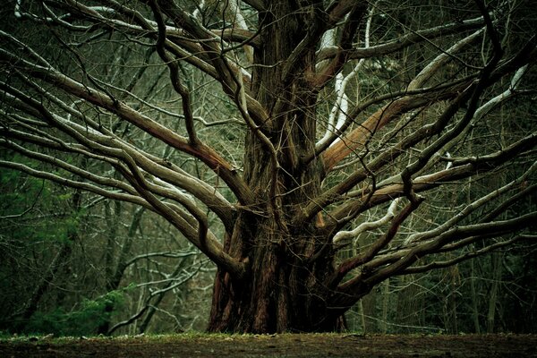 Árbol grande con ramas extendidas