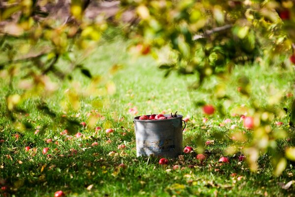 Manzanas autonivelantes en un cubo debajo del Manzano