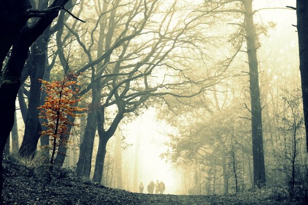 Mañana brumosa en el bosque en otoño