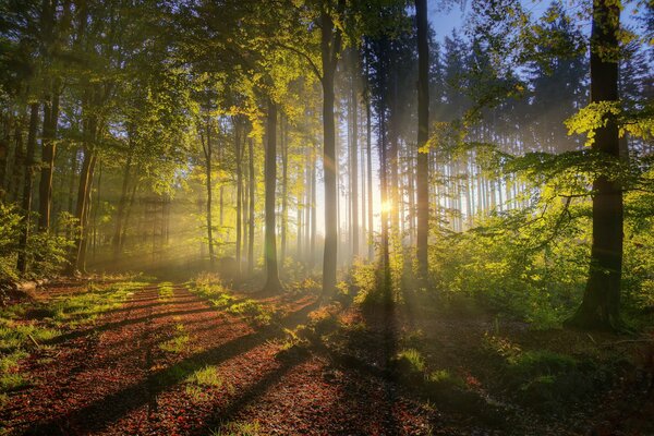 Los brillantes rayos del sol se abren paso a través de los árboles