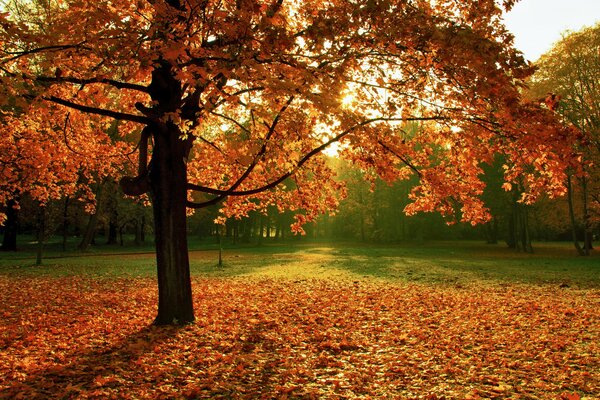 Paisaje colorido con árbol de otoño y hojas caídas