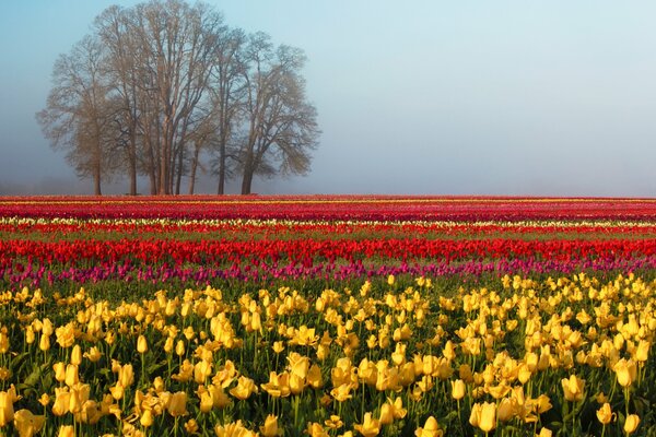 Primavera, un campo de tulipanes multicolores