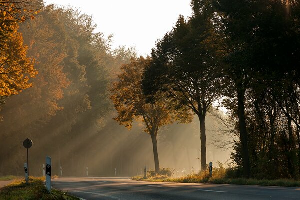 La luz del sol a través de los árboles de otoño a lo largo de la carretera