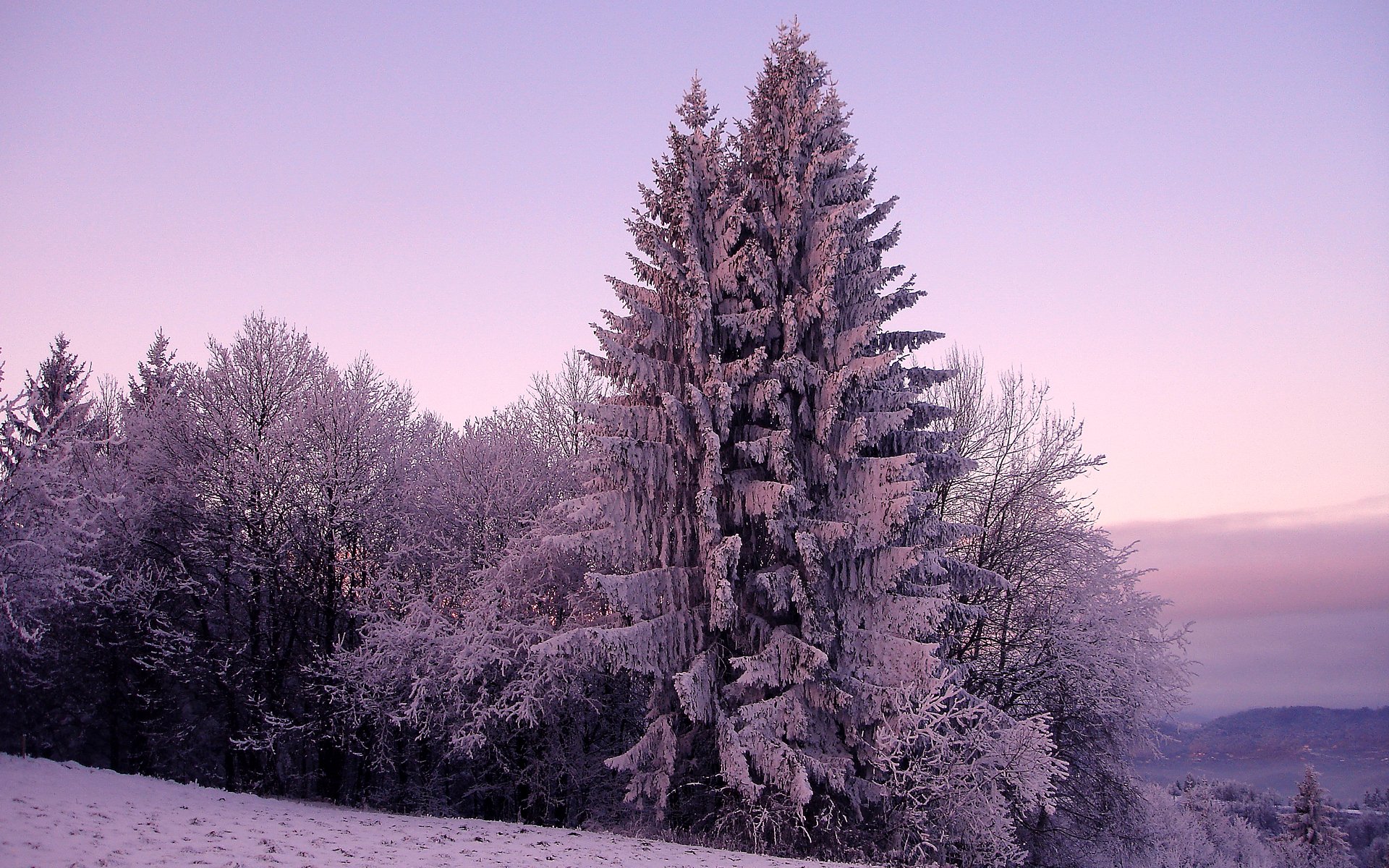 invierno naturaleza abeto abeto árboles árbol nieve frío escarcha cielo colinas