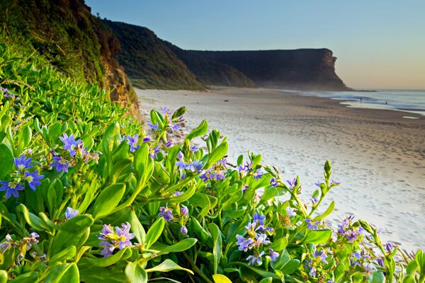 PLAYA DE MAR CON PEQUEÑAS FLORES VIOLETAS