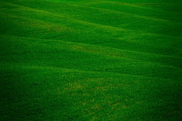 Hierba verde en un campo enorme