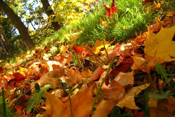 Hojas caídas de los árboles en otoño