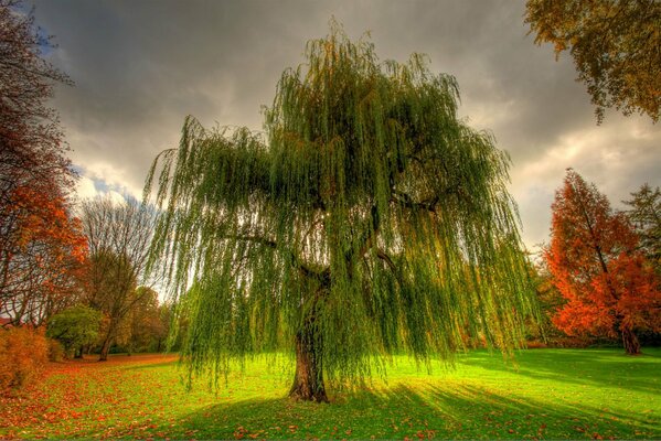 Naturaleza otoñal en el parque, gran sauce