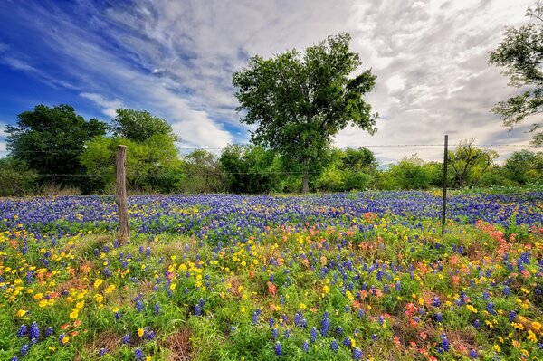 Naturaleza de primavera con flores celestes
