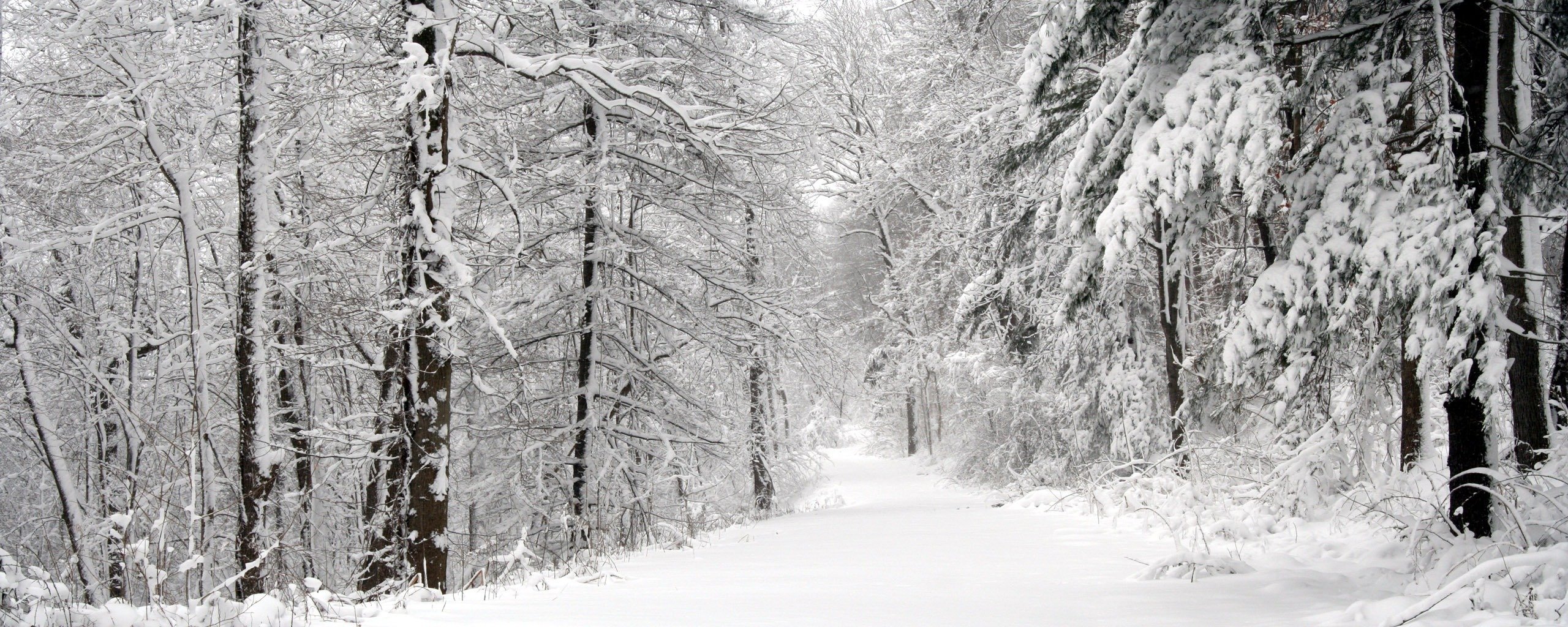 árboles nieve carretera
