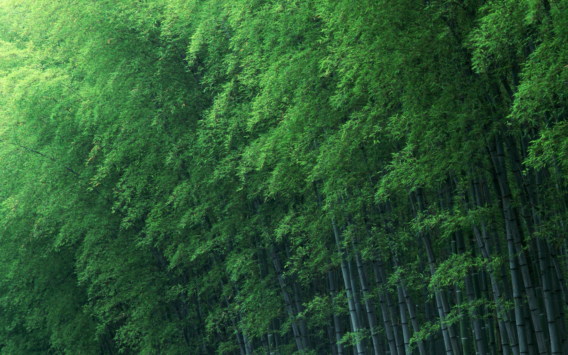 bambú árboles verde