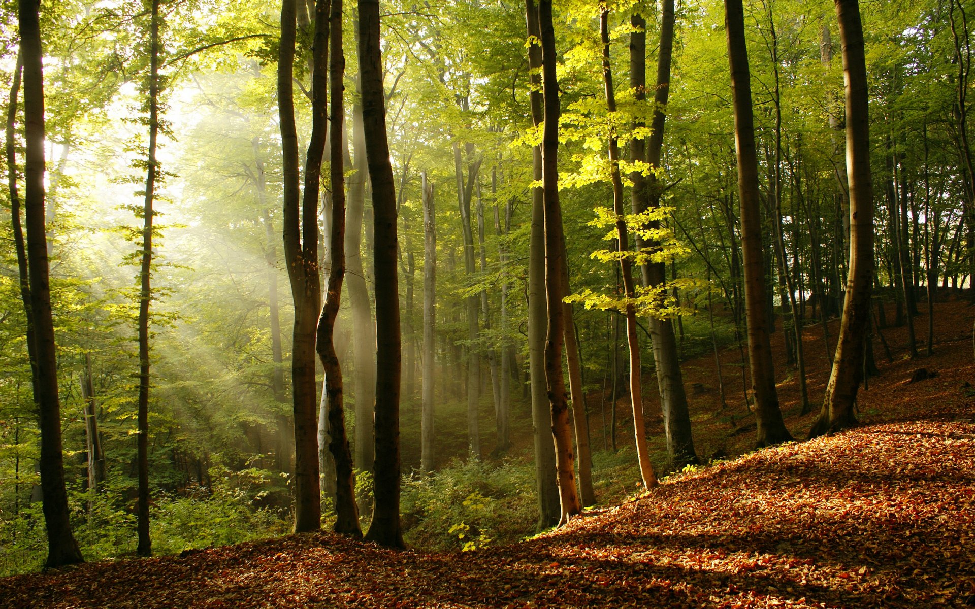 naturaleza árboles rayos del sol luz árbol hojas belleza